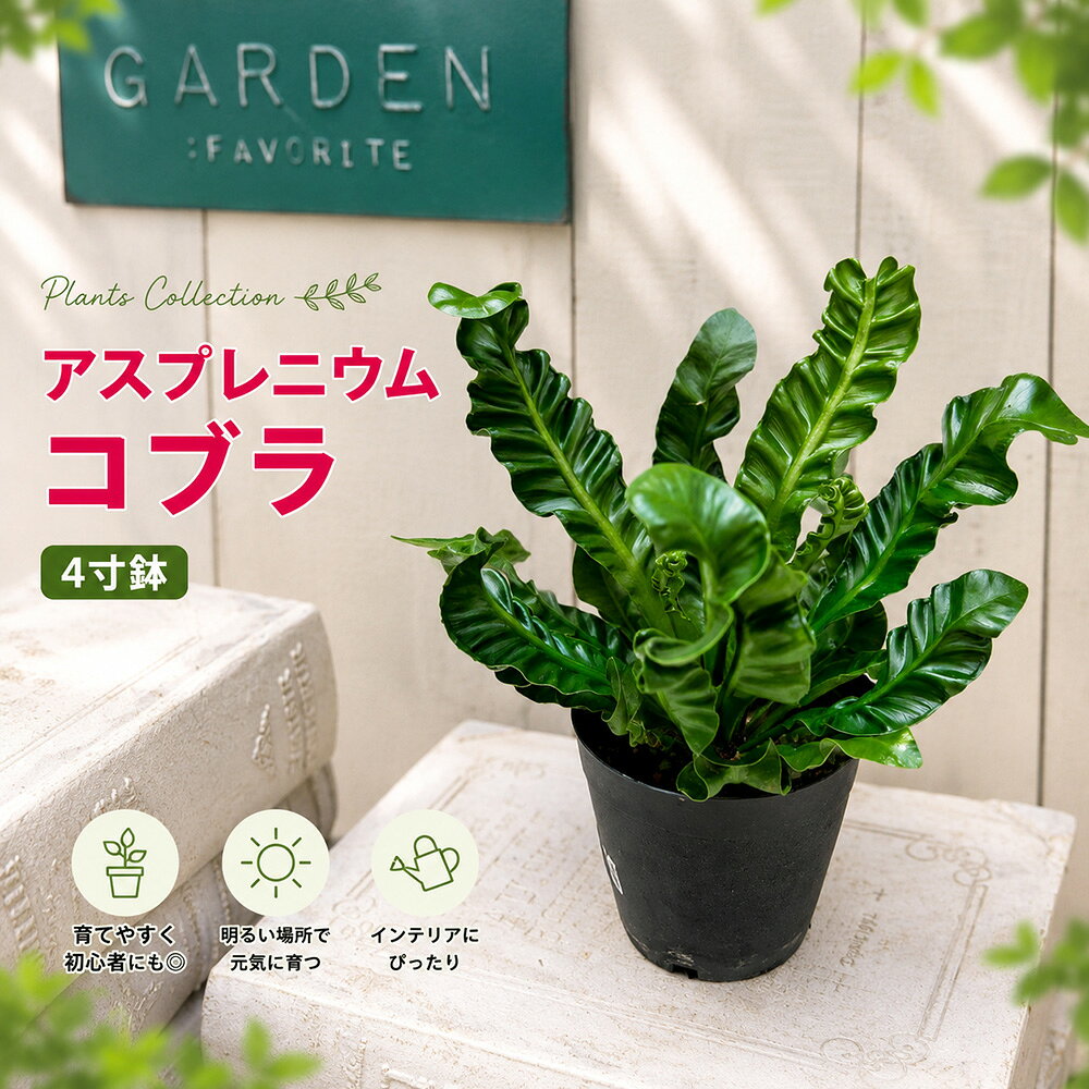 楽天市場】オオタニワタリの通販