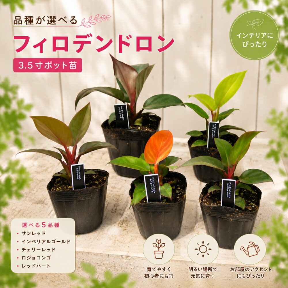 10%OFFクーポン配布中 フィロデンドロン 3.5号 ポット苗 選べる品種 サンレッド インペリアルゴールド チェリーレッド ロジュコンゴ レッドハート 観葉植物 カラーリーフ 室内 おしゃれ 育てやすい インテリアグリーン