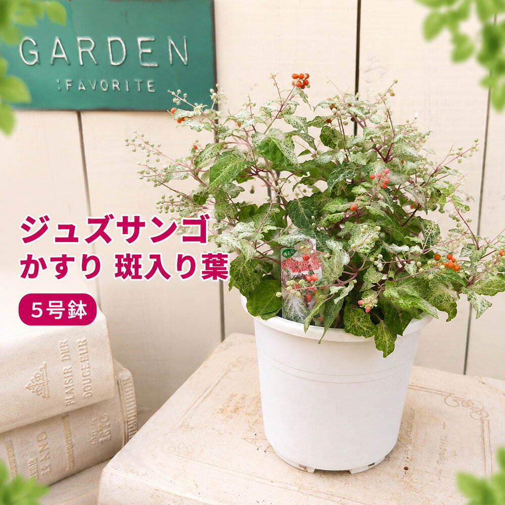 P2倍 ジュズサンゴ かすり 5号鉢 斑入り 数珠珊瑚 観葉植物 カラーリーフ 赤い実 白い花 鉢植え ガーデニング おしゃれ インテリアグリーン 秋の草花 秋のガーデニング 斑入り葉 光沢果実 小花 赤い実 鉢植え 寄せ植え 庭植え