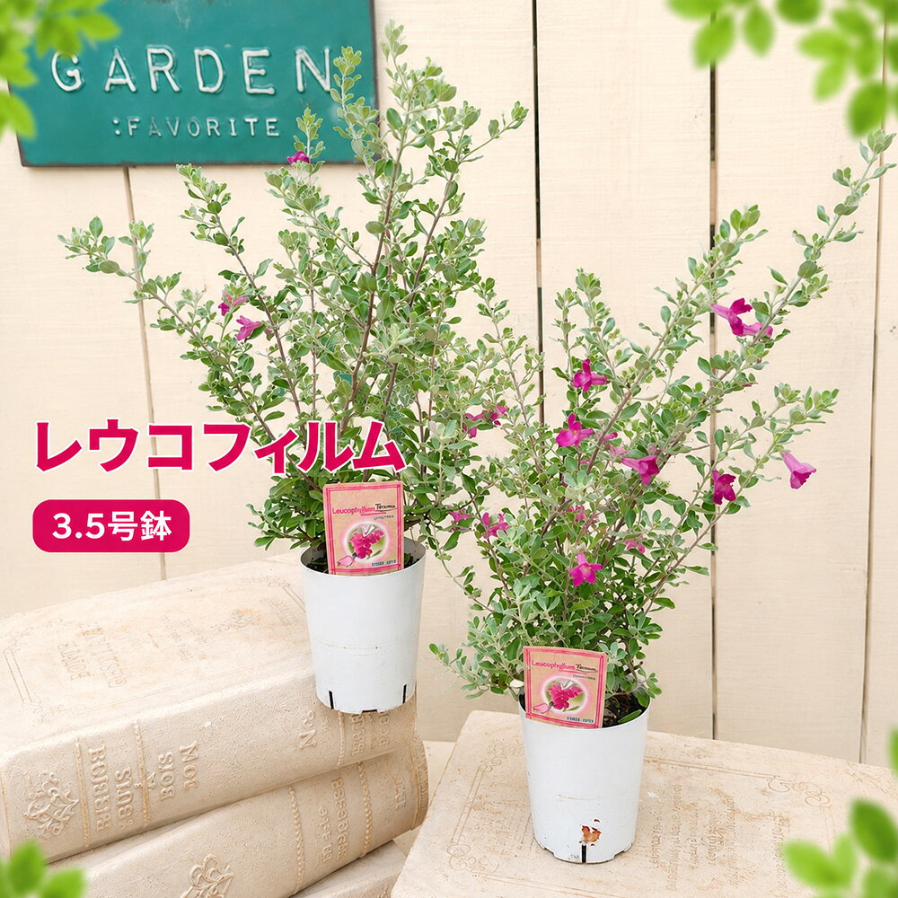 楽天市場】レウコフィルムの通販
