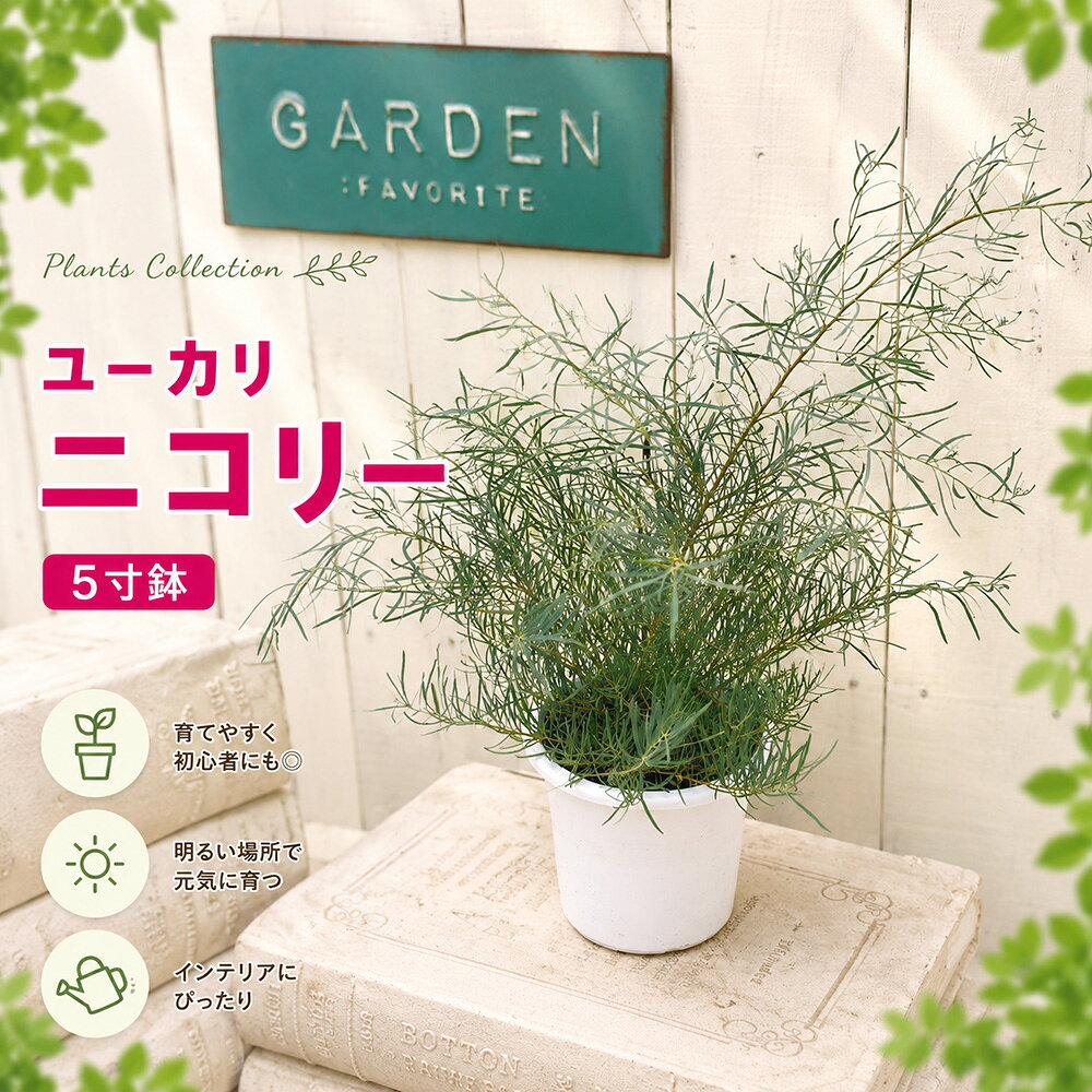 楽天市場】シルバーリーフ 鉢植えの通販