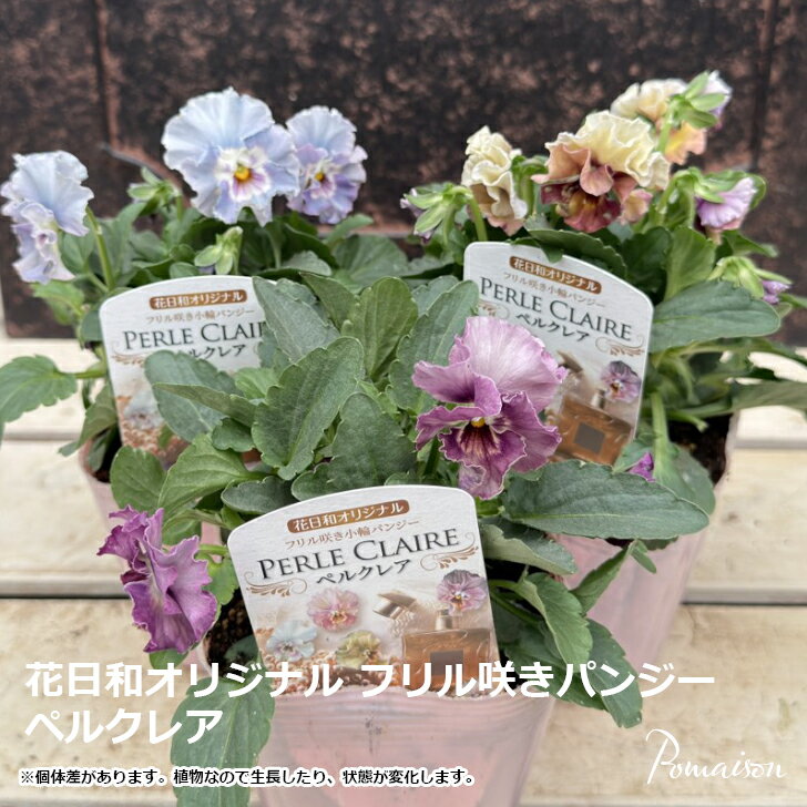 パンジー ビオラ フリル咲きパンジー 「 ペルクレア 」3号ロングポット～3.5号ポット苗 花苗 寄せ植え 鉢植え リース 花壇 パンジー 花日和オリジナル 花色見計らいのサムネイル