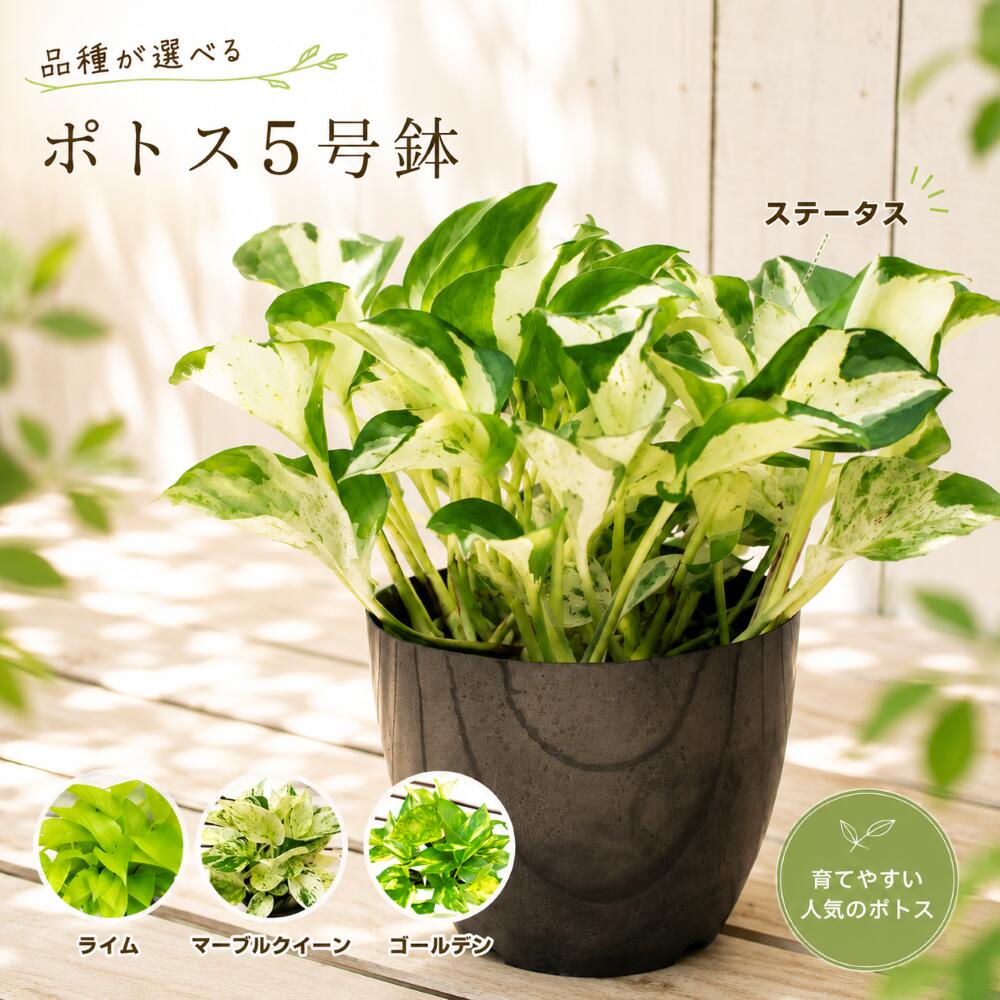 楽天市場】観葉 植物 ポトスリゾートの通販