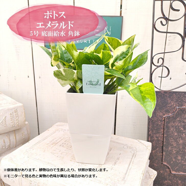 送料無料観葉植物ポトスエメラルド5...