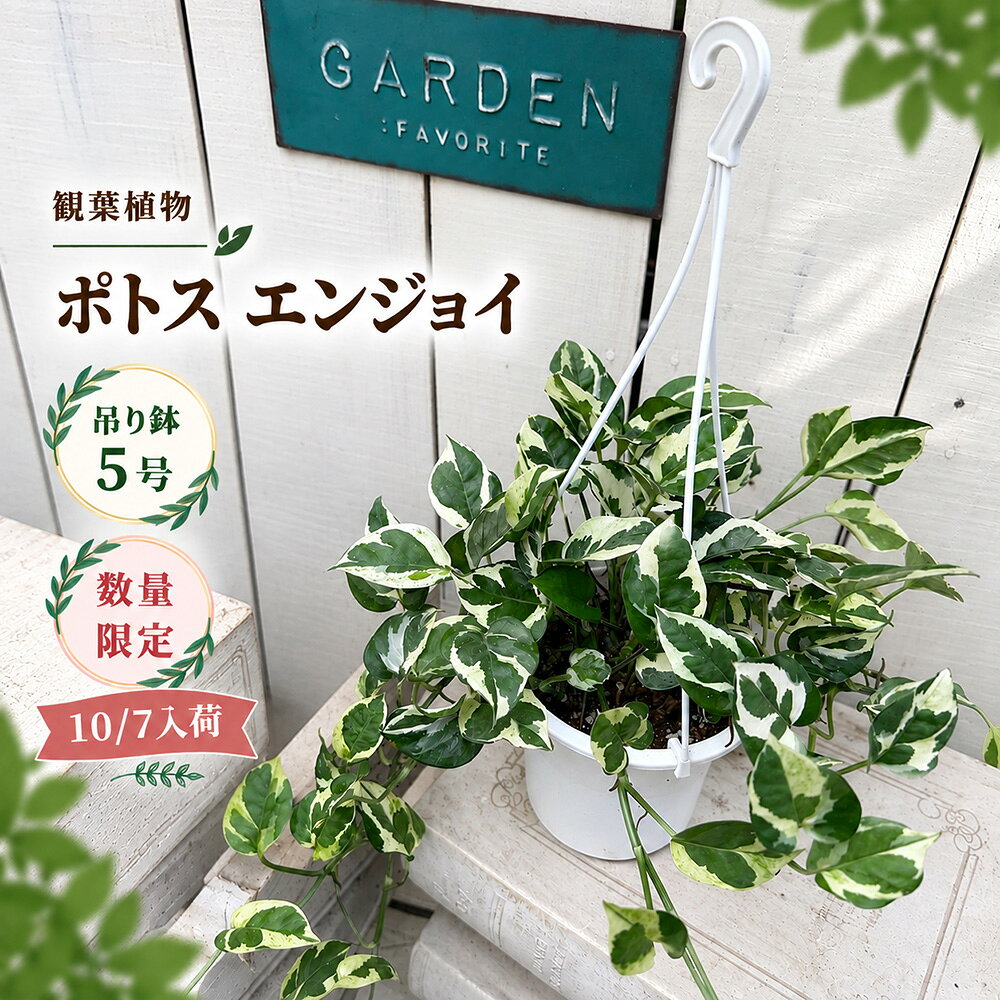 楽天市場】ポトスエンジョイ 5号の通販
