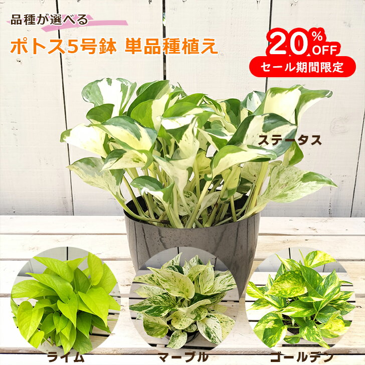 楽天スーパーSALE限定 20%OFF 観葉植物 ポトス 選べる 4品種 ステータス ゴールデン レモンライム マーブルクイーン 5号 鉢 室内 初心者 育てやすい おしゃれ インテリア ギフト お祝い 開店祝 新築祝 風水 吊り下げ ハンギング 丈夫 人気品種 誕生日 プレゼント 贈り物