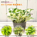 鉢植え 自宅用 ギフト 敬老の日 誕生日 母の日 お歳暮 プレゼント 初心者 おしゃれ 玄関先 室内 観葉植物 ポトス ポトスライム ポトスマーブルクイーン ポ...