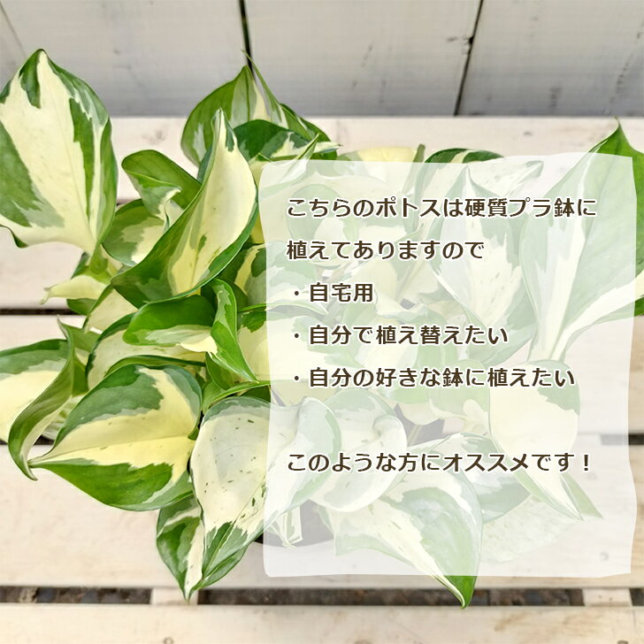 楽天スーパーSALE限定 20%OFF 観葉植物 ポトス 選べる 4品種 ステータス ゴールデン レモンライム マーブルクイーン 5号 鉢 室内 初心者 育てやすい おしゃれ インテリア ギフト お祝い 開店祝 新築祝 風水 吊り下げ ハンギング 丈夫 人気品種 誕生日 プレゼント 贈り物