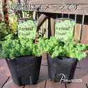 セダム サクサグラレモスグリーン 多肉植物 H&L苗 3号ポット1ポット