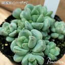 セダム ペレスデラロサエ 多肉植物 2寸ポット苗