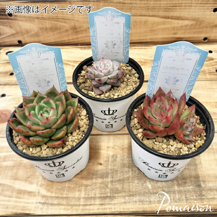 楽天市場】多肉植物 エケベリア(苗物|ガーデニング・農業 楽天市場】多肉植物 エケベリア(苗物|ガーデニング・農業