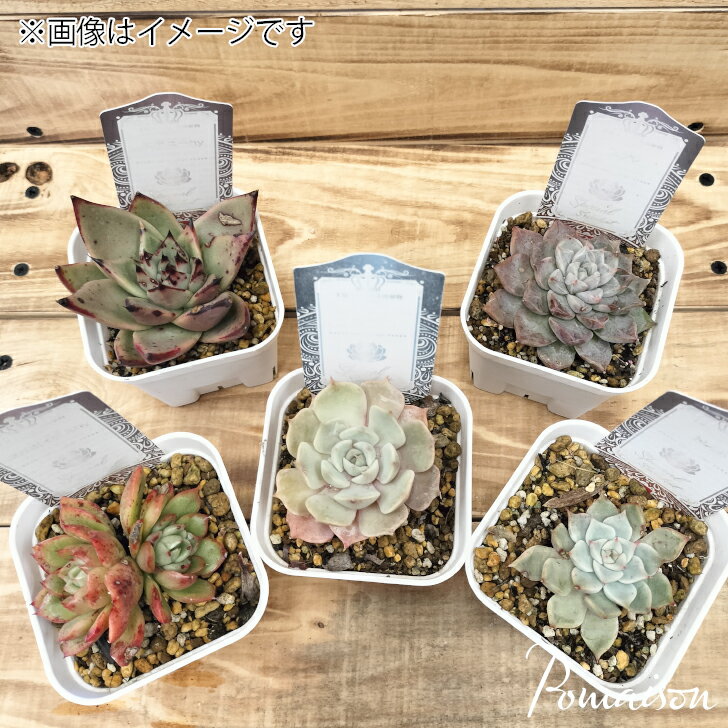 楽天市場】多肉植物 エケベリア(苗物|ガーデニング・農業 楽天市場】多肉植物 エケベリア(苗物|ガーデニング・農業