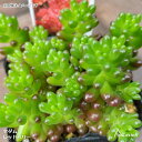セダム レッドベリー 多肉植物 2.5号ポット1ポット