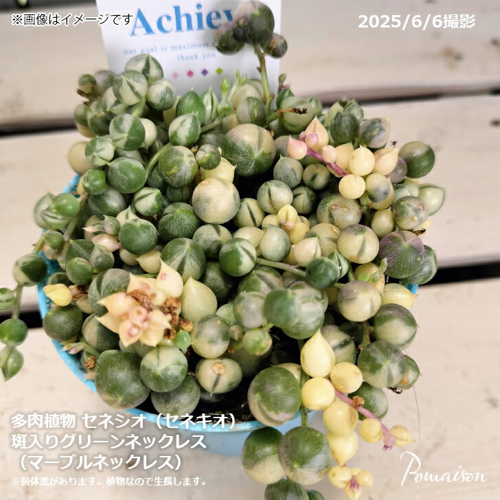 多肉植物 セネシオ セネキオ 斑入りグリーンネックレス マーブルネックレス 2.5寸鉢のサムネイル