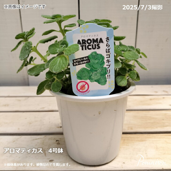 虫除け効果 ゴキブリ対策 インテリア 簡単お手入れ ハーブ 多肉植物 アロマティカ...