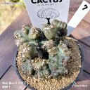 【現品】 サボテン ブレインカクタス BRAINCACTUS 黒獅子 3号鉢