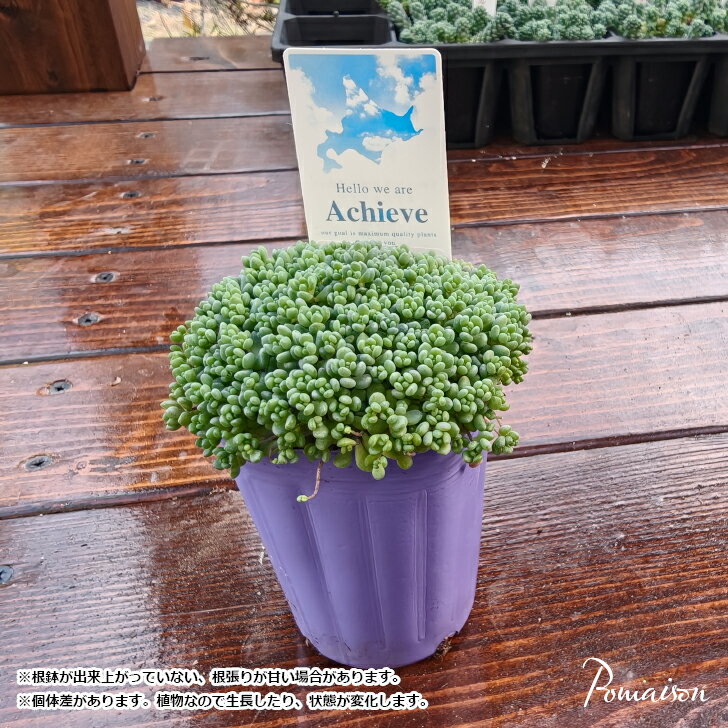 多肉植物 セダム パープルヘイズ つぶつぶ多肉 大型姫星美人 2.5寸ポット苗 寄せ植え材料