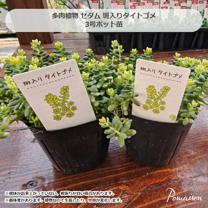 多肉植物 セダム つぶつぶ多肉 斑入りタイトゴメ 3号ポット苗