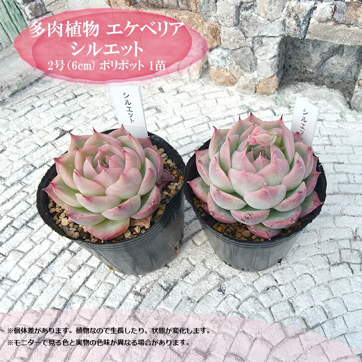 多肉植物 エケベリア シルエット 札付き 6cmポット 韓国苗 観葉植物 寄せ植え 育てやすい 普及種