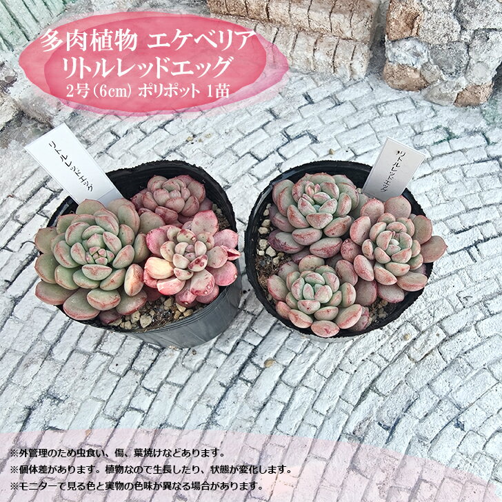 多肉植物 エケベリア リトルレッドエッグ 3頭 札付き 6cmポット 韓国苗