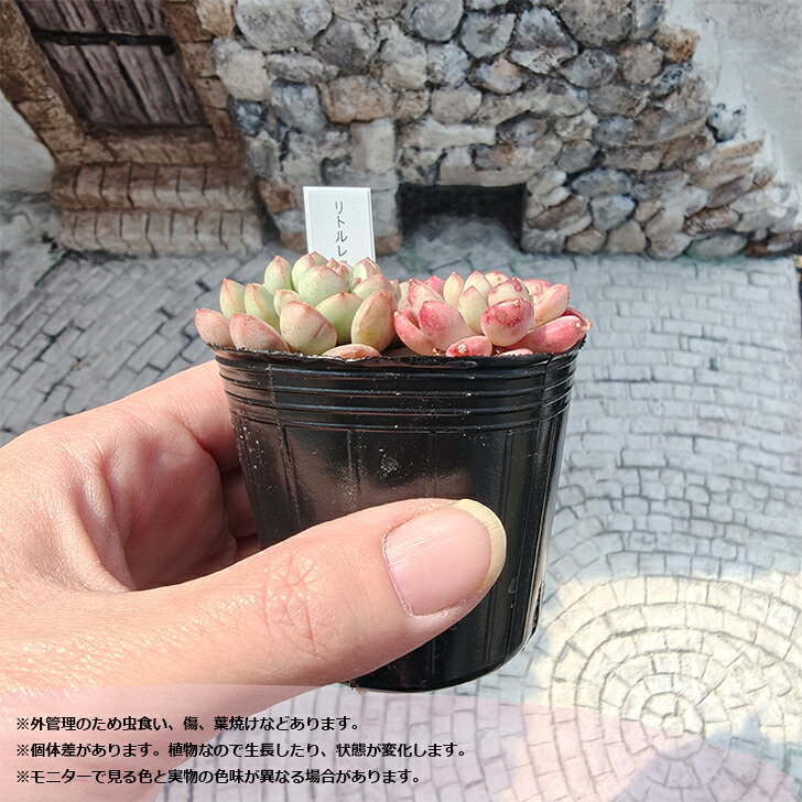 多肉植物 エケベリア リトルレッドエッグ 3頭 札付き 6cmポット 韓国苗