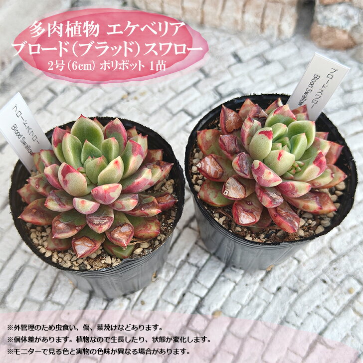 多肉植物 エケベリア ブラッドスワロー ブロードスワロー 札付き 6cmポット 韓国苗