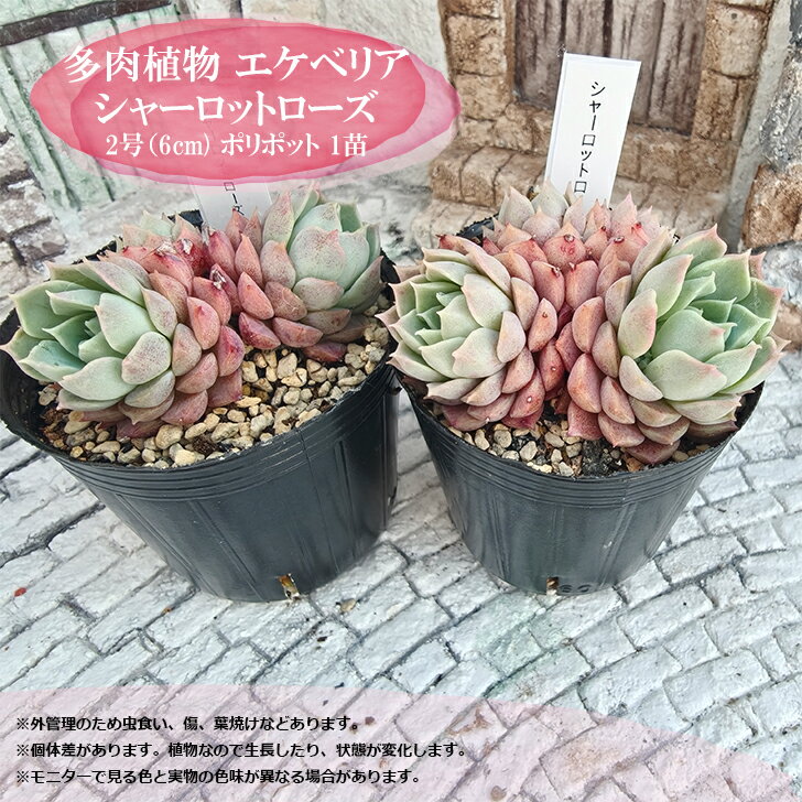 多肉植物 エケベリア シャーロットローズ 札付き 6cmポット 韓国苗