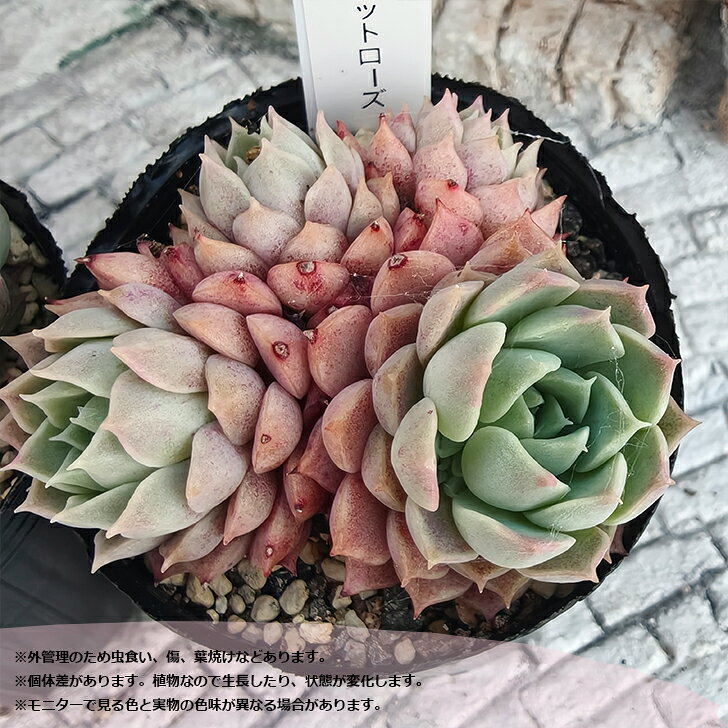 多肉植物 エケベリア シャーロットローズ 札付き 6cmポット 韓国苗