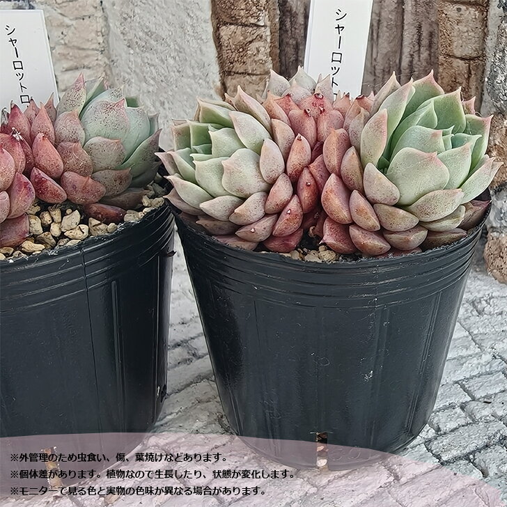 多肉植物 エケベリア シャーロットローズ 札付き 6cmポット 韓国苗