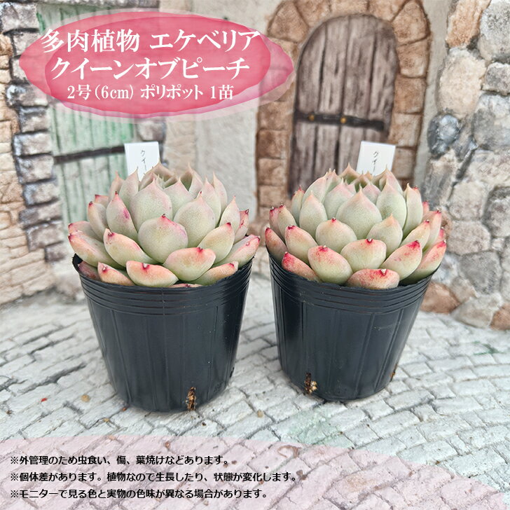 【 18日限定ポイント20倍 】 多肉植物 エケベリア クイーンオブピーチ 札付き 6cm...