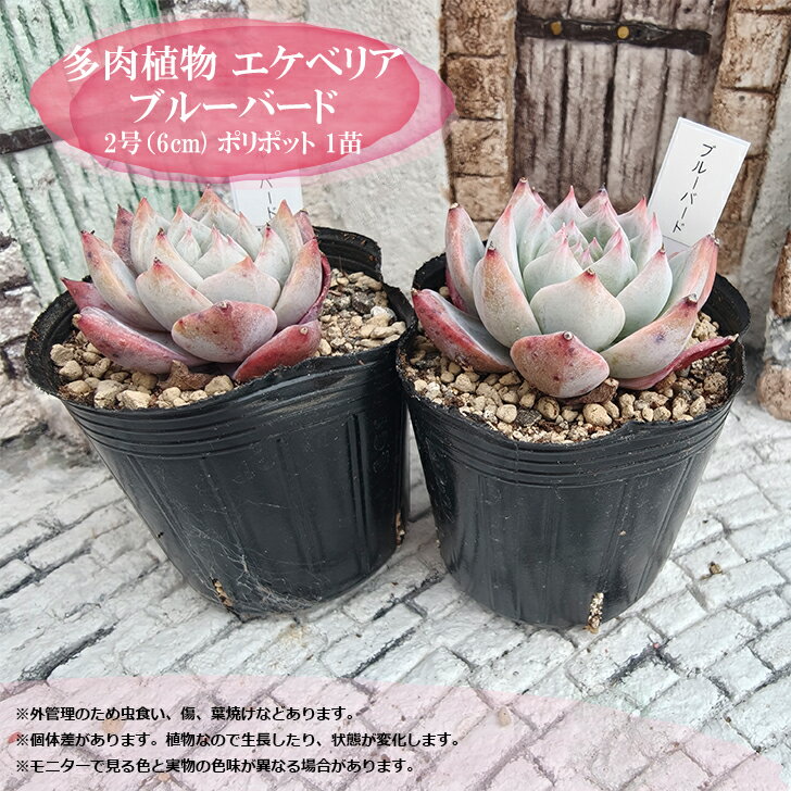多肉植物 エケベリア ブルーバード 札付き 6cmポット 粉系