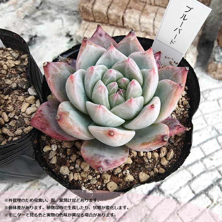 多肉植物 エケベリア ブルーバード 札付き 6cmポット 粉系