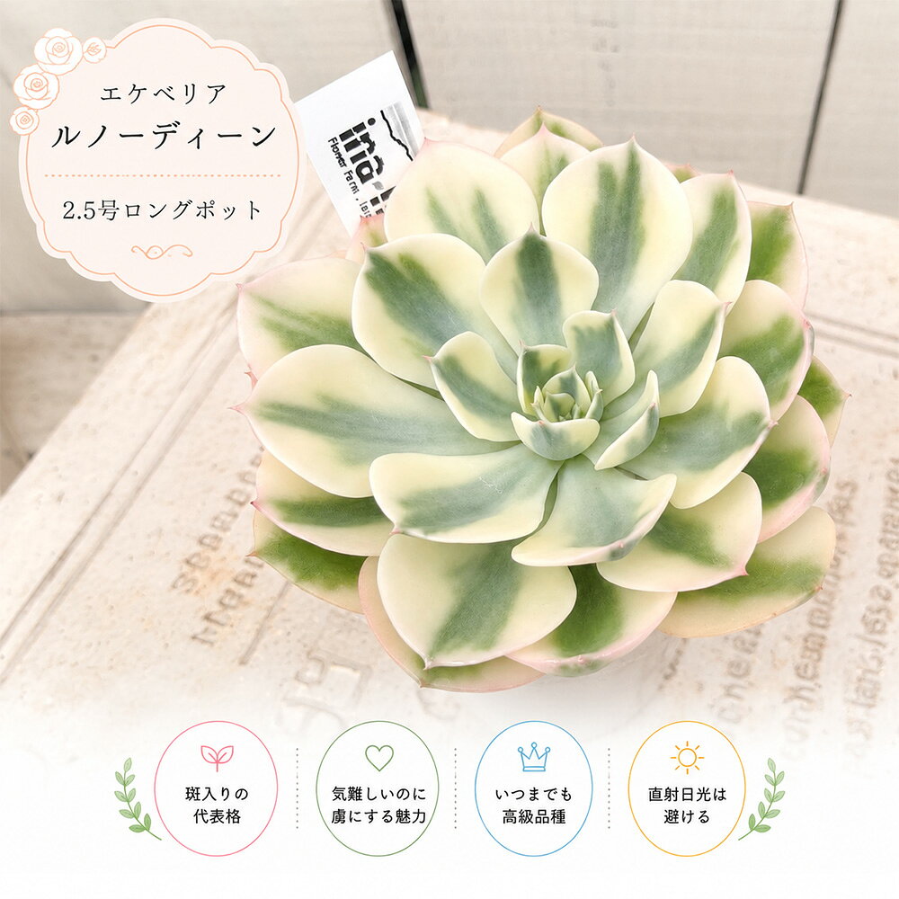 楽天市場】エケベリア ルノーディーンの通販