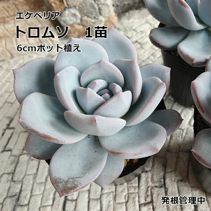 樂天商城 - 多肉植物 エケベリア トロムソ トラムソ 6cmポット苗 1苗 札付き