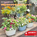 期間限定 ポイント10倍 ポイントアップ 鉢植え 寄せ植え 春 夏 秋 冬 ギフト 敬老の日 誕生日 送料無料 季節のおまかせ寄せ植えバスケット 花色 鉢色 選...