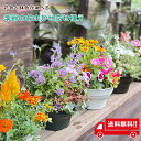 鉢植え 寄せ植え ギフト 敬老の日 誕生日 送料無料 プロが植える 季節のおまかせ寄せ植え 花色 鉢色 選べる寄せ植え 母の日 お歳暮 プレゼント 季節の花 初心者 おしゃれ 玄関先