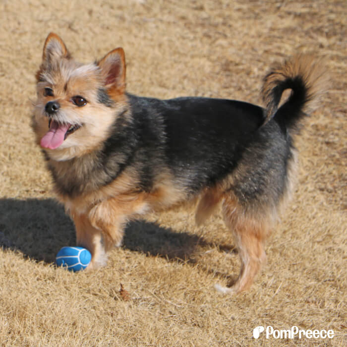 【エントリーでポイント5倍確定】犬用おもちゃ 犬 知育 噛むおもちゃ 歯磨きボール 犬用おもちゃ ペットおもちゃ 知育玩具 ストレス解消 運動不足解消トレーニングボール ラグビー 犬用おもちゃ ラテックスTOY ラグビーボール［4157］ 3