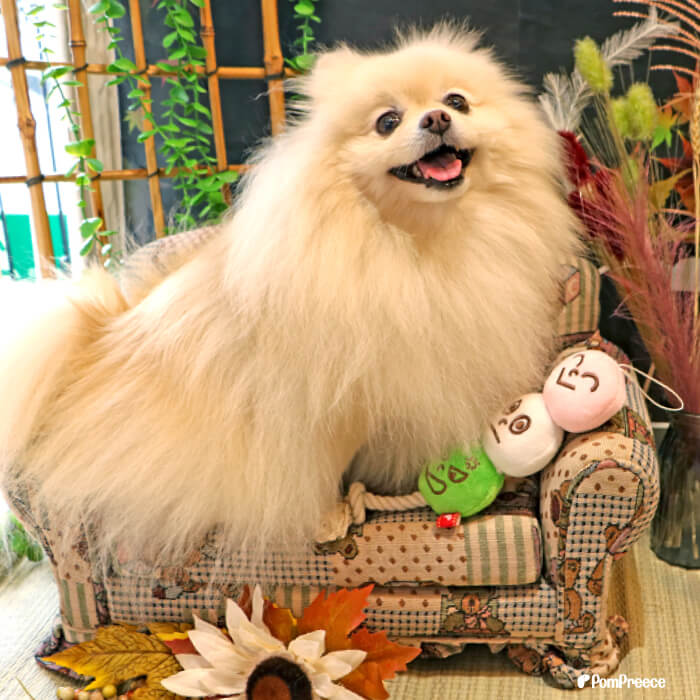 �ڥ���ȥ꡼�ǥݥ����5�ܳ���۸� ������� ���� ���� �� ���� ���᤭ �ץ쥼��� ������ ��������� ���Ѵ�� �����ץȥ� ������� ���ȥ쥹��� ͷ�Ӥ��Ļ� 3�����󤴸���ǭ���� �ǥ󥿥������TOY �ݥ�ݥ꡼��