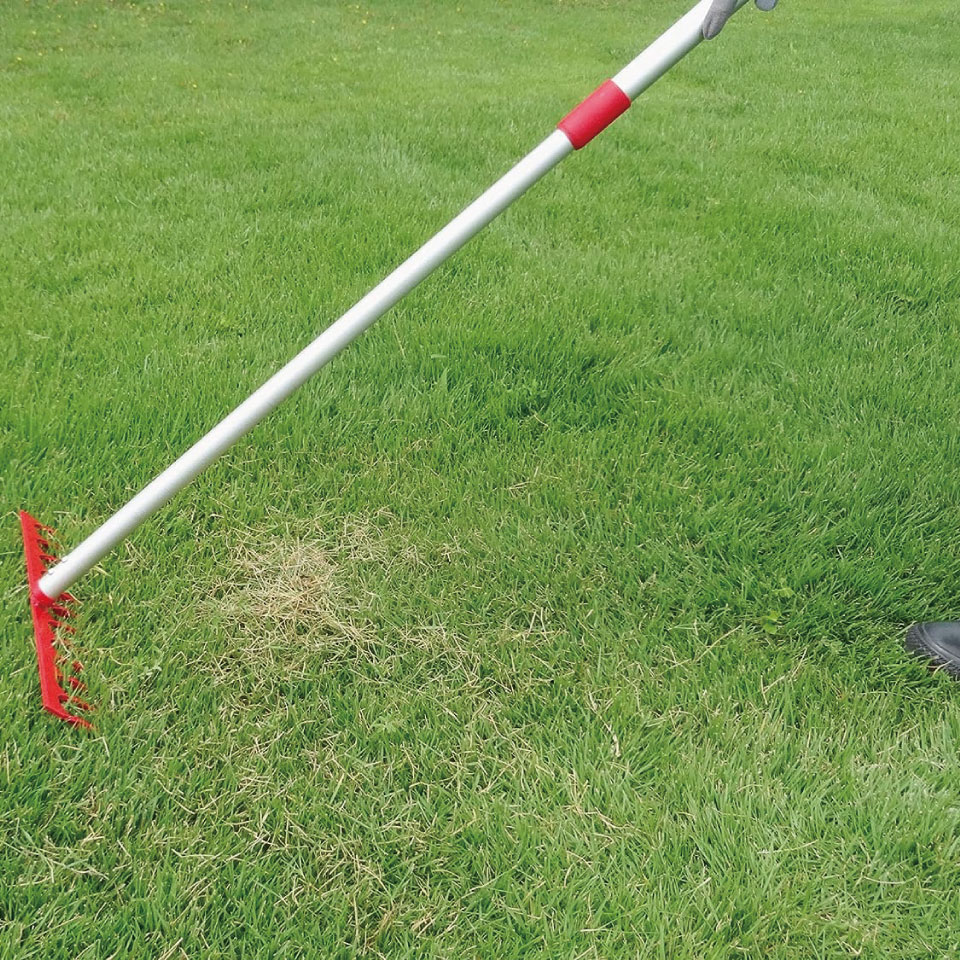 4036 �����Υ��å���꿭�̥졼�� 12���� ������ǥ󥹥��� goldenstar GOLDENSTAR ���̥��������