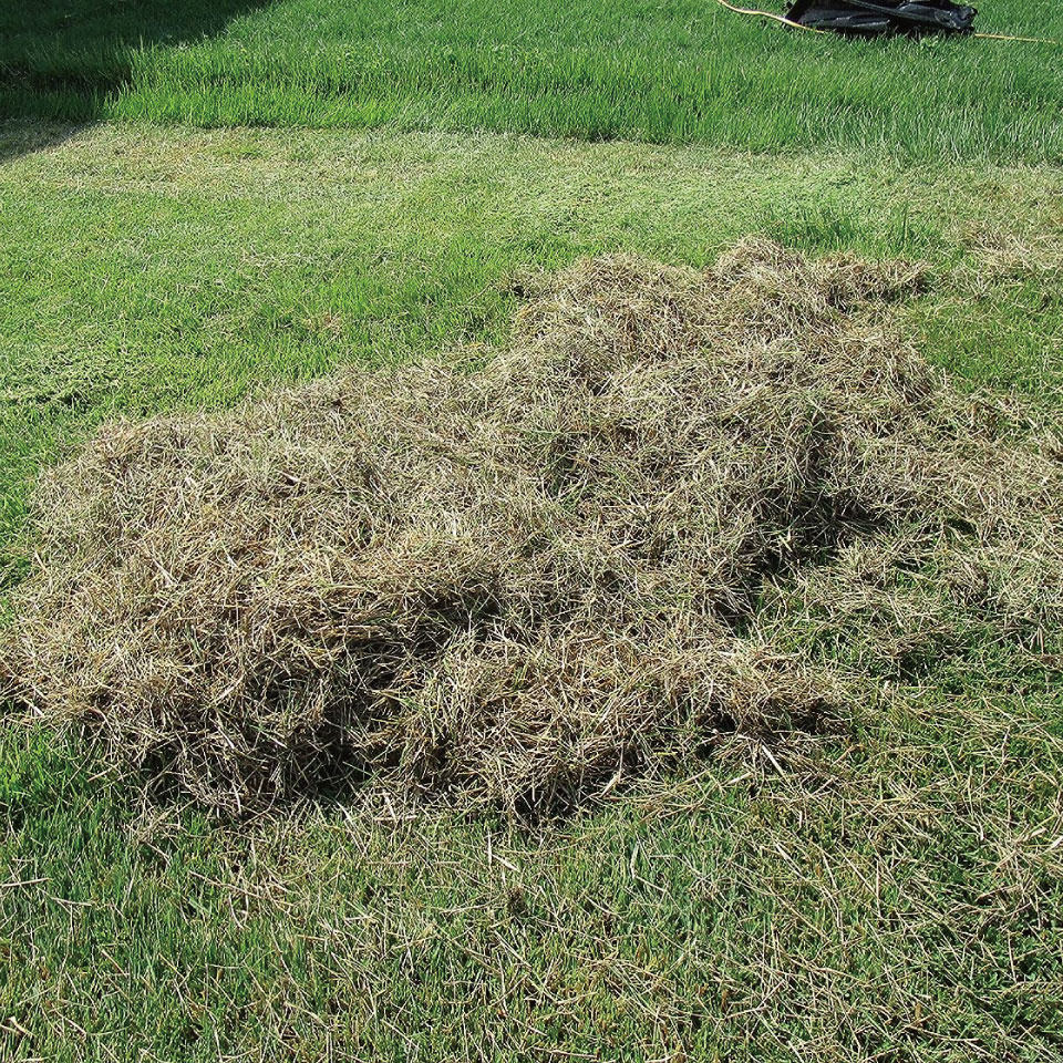 4010 �����Υ��å���꿭�̥졼�� 8���� ������ǥ󥹥��� goldenstar GOLDENSTAR ���������