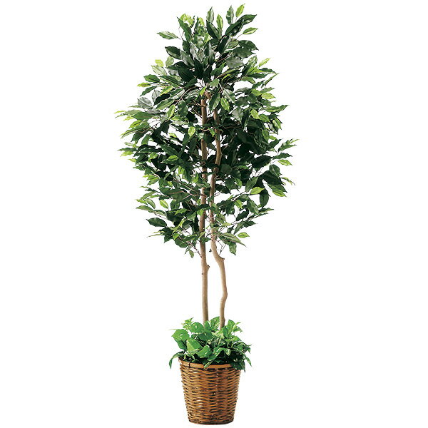 【時間指定不可】フィカスツイン　H150×W60cm　布・竹カゴ・PE・天然素材・スチロール【1本入】