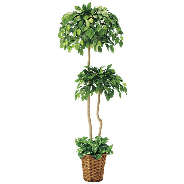 【時間指定不可】ベンジャミンダブル　H150cm×W64cm　布・竹カゴ・PE・天然素材・スチロール【1本入】