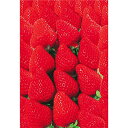 いちごベースカード(1パック100枚入) 16.4×11.2cm コート135kg【1パック入】