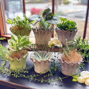 PTMD Casor 鉢カバー プランターカバー 植木鉢 セメント S M クリーム パープル グリーン 珊瑚 ガーデニング 観葉植物 おしゃれ かわいい 人気