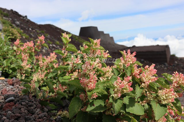 【日本の風景ポストカード】富士山の登山道に群生する高山植物ベニバナイチヤクソウの葉書ハガキはがき photo by MIRO