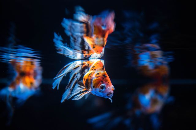 【動物のポストカード】東京都墨田区 水面に映り込む一匹の金魚の煌めく尾びれ　はがき お土産 ハガキ　撮影/daikegoro