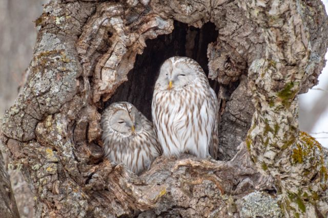 【動物のポストカード】北海道鶴居村 冬 木の洞で寄り添う二羽のエゾフクロウ　はがき お土産 ハガキ　撮影/daikegoro