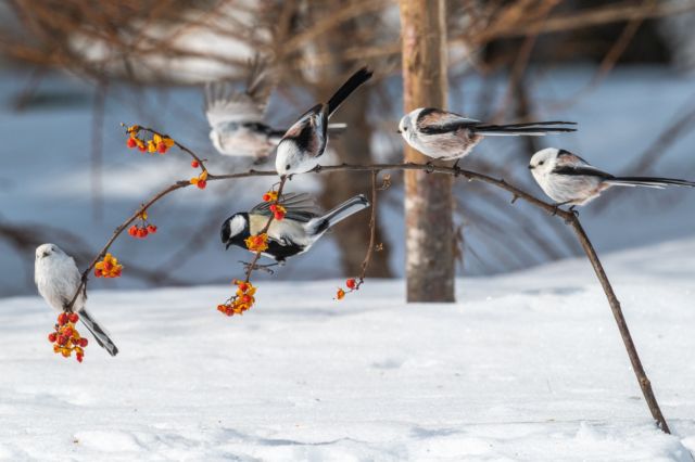 【動物のポストカード】北海道根室 雪原の赤い実に群れるエナガとシジュウカラ　はがき お土産 ハガキ　撮影/daikegoro