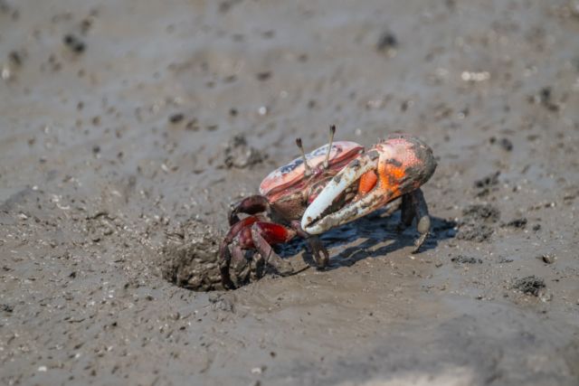 【動物のポストカード】佐賀県有明海 干潟で大きな鋏を掲げるシオマネキ　はがき お土産 ハガキ　撮影/daikegoro