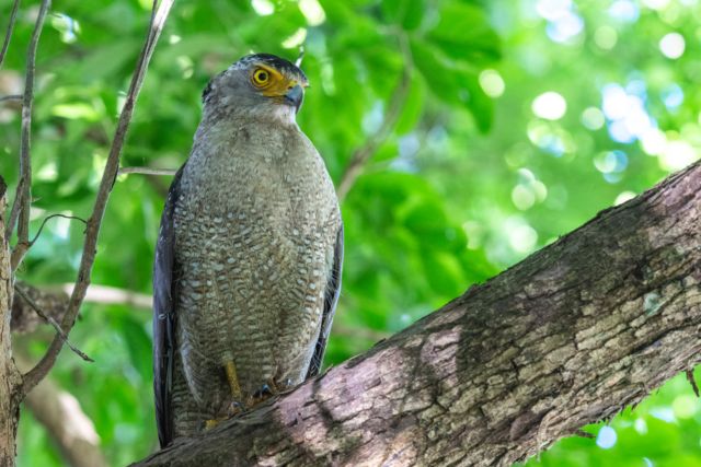 【動物のポストカード】沖縄県石垣島 太い枝にとまり見つめるカンムリワシ　はがき お土産 ハガキ　撮影/daikegoro